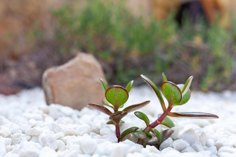 Love Room avec Balnéo - Toulon16 de Love Room avec Balnéo
