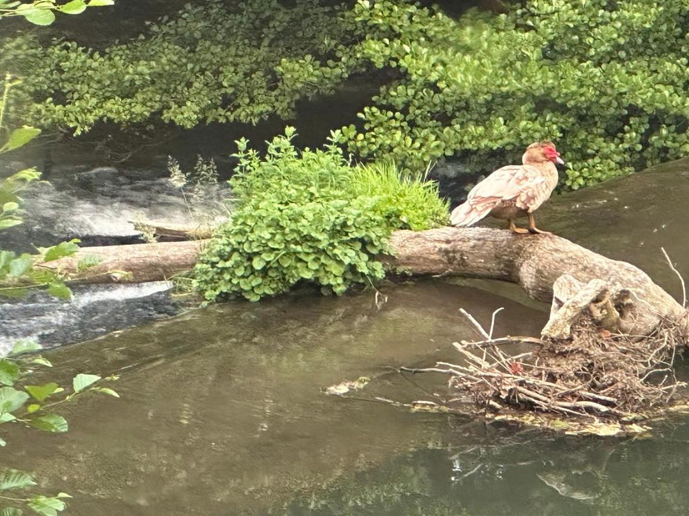 Eden de Roques - Castres29 de Eden de Roques
