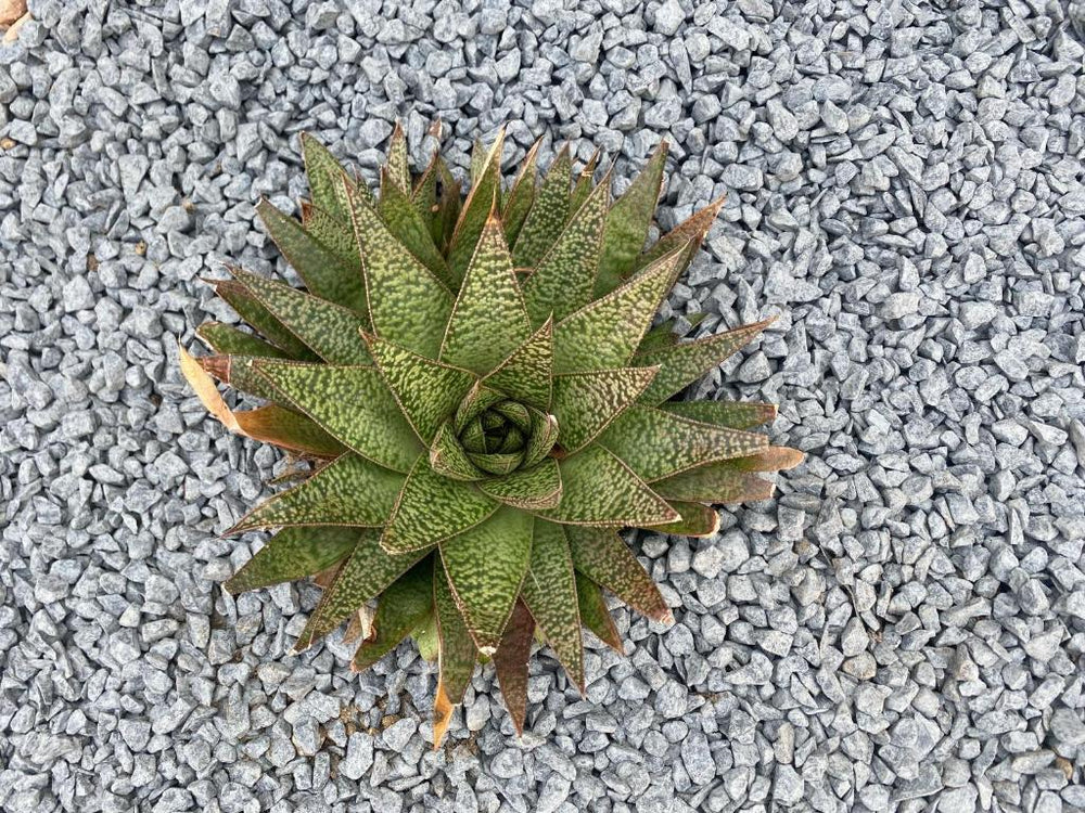 la love interdite chez love room Toulon - Toulon25 de la love interdite chez love room Toulon
